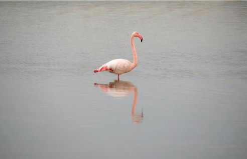 Vacances en Camargue proche de la mer climatisé - Foto 21