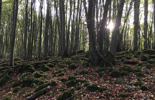 Cozy Apartment in Ellar With Garden - Foto 124