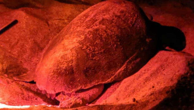 Avistamiento nocturno de tortugas