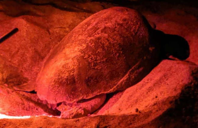 Avistamiento nocturno de tortugas marinas - Foto 3