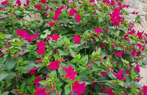 Maison restaurée avec charme à Domfront, animaux admis, wifi, près des pistes cyclables - FR-1-497-201 - Foto 29