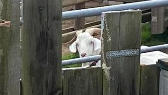 Pen llyn holiday cottages and caravan - Foto 2