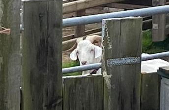 Pen llyn holiday cottages and caravan - Foto 2