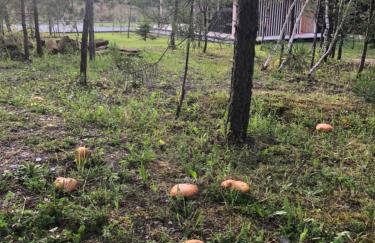 Przylesie Domki - Foto 22