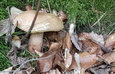 Domek Konrad - balia ogrodowa dodatkowo płatna - Foto 56