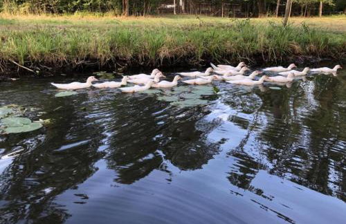 Waldblick Forest Retreat - Foto 47