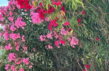 Zante Star Summer House - Photo 16