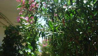 Maria Rooms - Foto 5, Garden