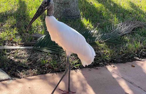 Swimming, Boating, Fishing on Gulf & Heated pool - Foto 74