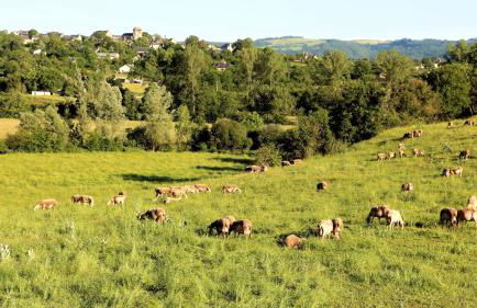 Le gîte de la glycine - Photo 41