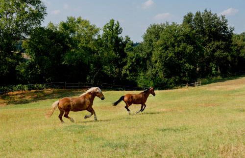 Agriturismo Il Colle del Falco - Photo 40