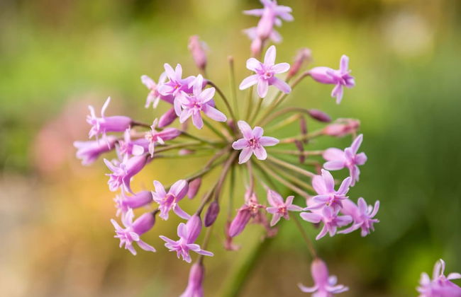 Craicor Accommodation - Foto 38