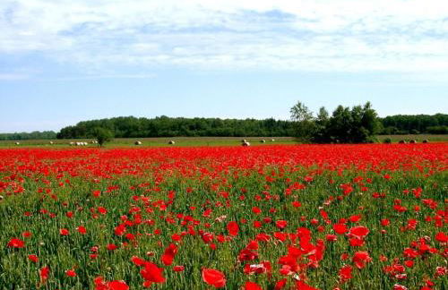 nah am Meer, ruhige Lage, gratis Nutzung vom AHOI Erlebnisbad und Sauna in Sellin - Haus Büdnerstube FeWo 4 - Foto 31