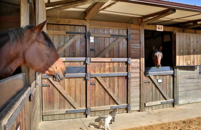 Casa Rural Ecuestre - Foto 41