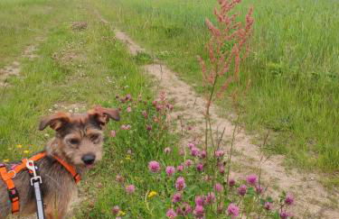 Ferienhaus Blaue Blume mit 11 kW Ladestation, Kamin, Terrasse, eingezäuntem Garten, Sauna, WLAN, Netflix, 2 Hunde willkommen! - Foto 63