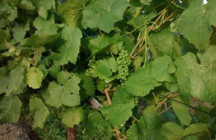 Weingut Sauer-Kettermann - Foto 7