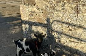 O'Hares Farmhouse - Foto 18