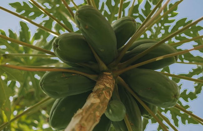 Moinho das Feteiras - Foto 43