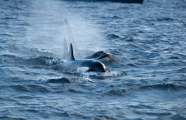 Avistamiento de ballenas en los fiordos noruegos - Foto 6