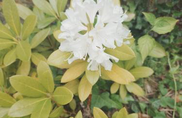 Longère de charme au vert - Foto 26