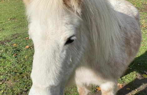 Gîtes et yourte le Tucaou avec bains nordiques - Foto 9