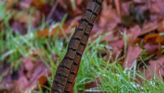 Blanerne House - Foto 2