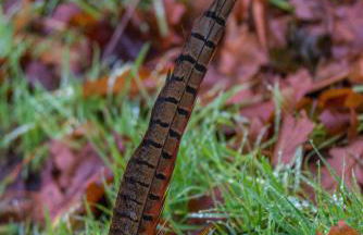 Blanerne House - Foto 2