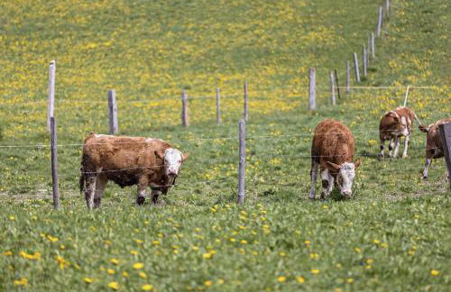 Ferienwohnung Gitschbergblick - Foto 19