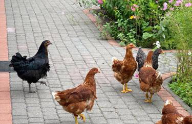 Agroturystyka Pod Podkową - Photo 35