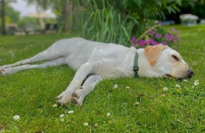 Le Figuier - 4 bedroom Farmhouse Gite - Foto 14