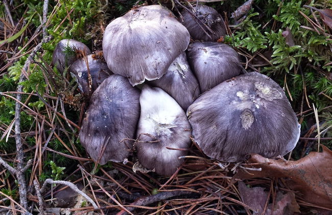 Apartments Akacijev Izvir - Foto 60