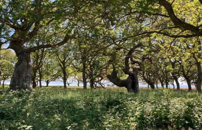 6 Person Holiday Home in Kettinge - Foto 24