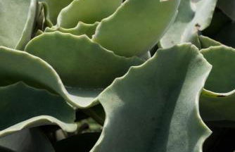 Casa ulivo Agave Favignana At My Place - Foto 1