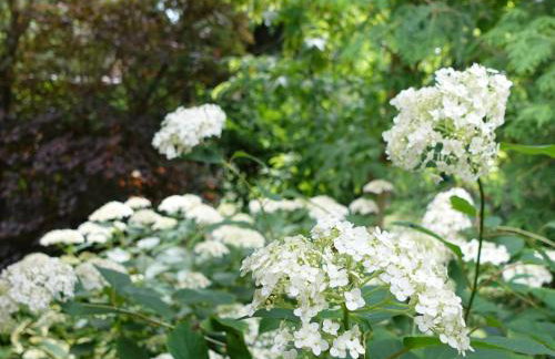 "Jabłonie i grusze" Nice home in a big garden with sauna and wifi - Foto 8