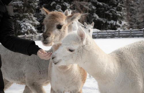 Aparthotel Familiaris - Family Apartments - Pools & Spa in Dolomites - Foto 19