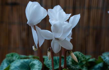 Casa Vilma 1 - Peschiera del Garda - Foto 23