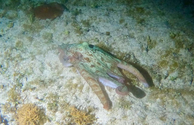 Night Snorkeling in Cozumel - Photo 6
