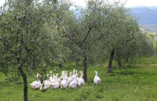 La Corte dei Banchetti - Foto 23