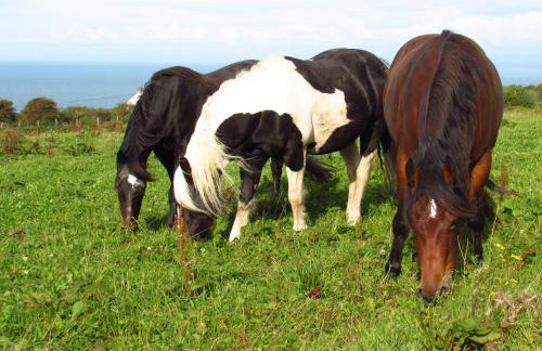 Byre Cottages & Log Cabin - Foto 42