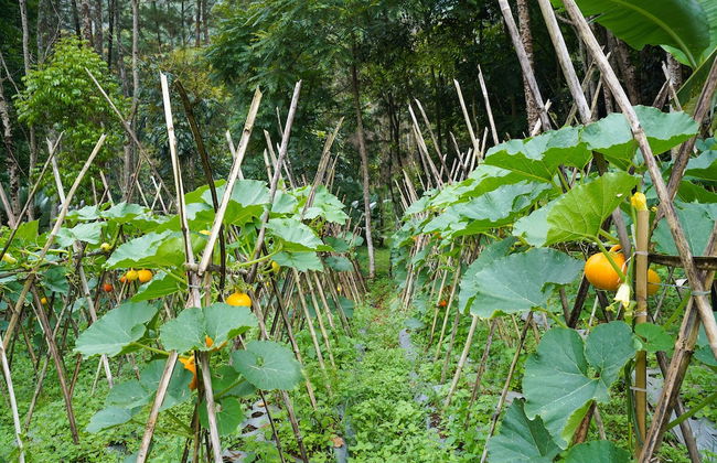 OYO Homes 91006 Eco Tourism Desa Cibodas Areng 5 Syariah - Photo 37