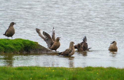 Voortrekker Shetland Holiday Apartments - Foto 21