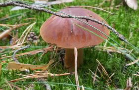 Zielona Mila Dom Wakacyjny - Foto 42