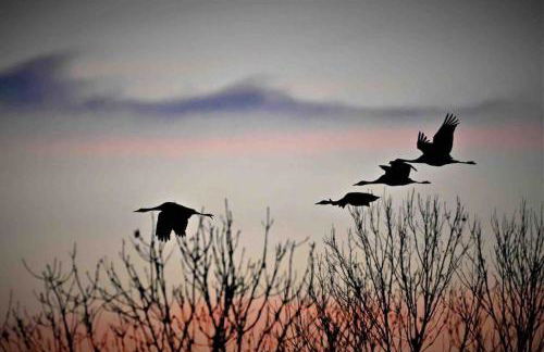 Cottage 12A jusque 4 pers Bulle Der Lac du Der - Foto 16