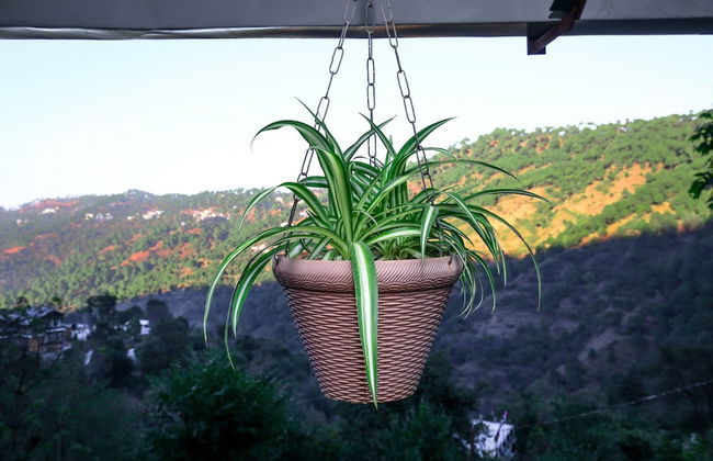 OYO 12187 Home Luxury Studio Kasauli - Foto 26