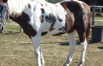 Old French Country Cottage for 2 nature lovers paradise - Foto 21