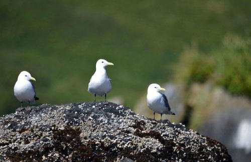 Secluded Waterfront Cottage Rental near Anchorage, Alaska - Foto 16