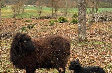 Domaine Le Pineau Private Pool & Nordic Jacuzzi Loire Valley - Foto 35
