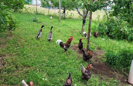 Fischerhof - Foto 25