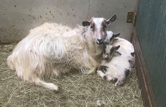 Vorsabær 2 Holiday Home - Foto 17