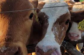 PRZYSTANEK nowEKOprzywno - Żółty Domek Pod Kasztanem - Foto 6